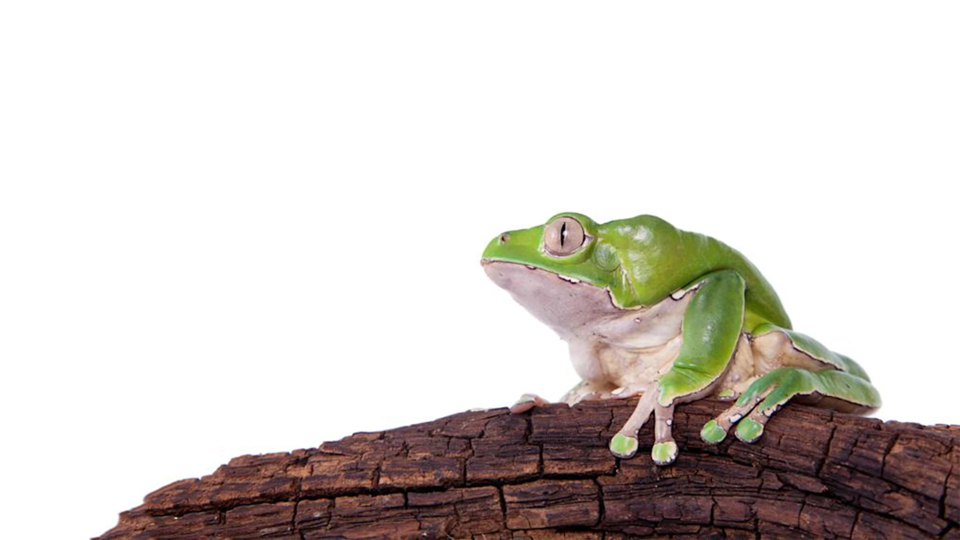 Giant Green Monkey Tree Frog